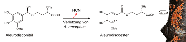 Aleurodiscoester aus Aleurodisconitril